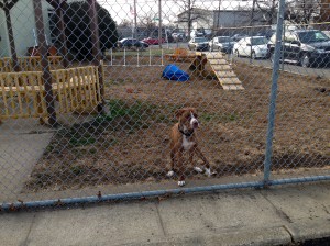 Bobbi and the Strays